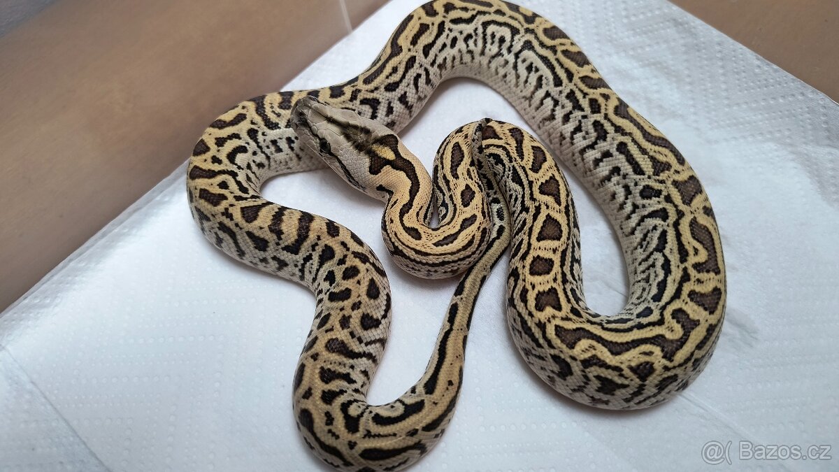 Krajta tmavá - Python bivittatus