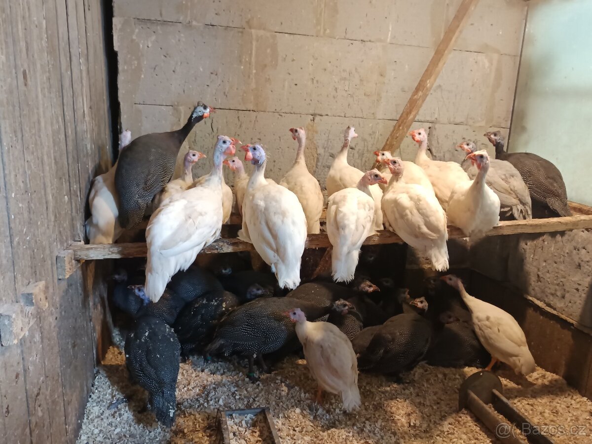 Perličky bílé a divoké s úplným perlením