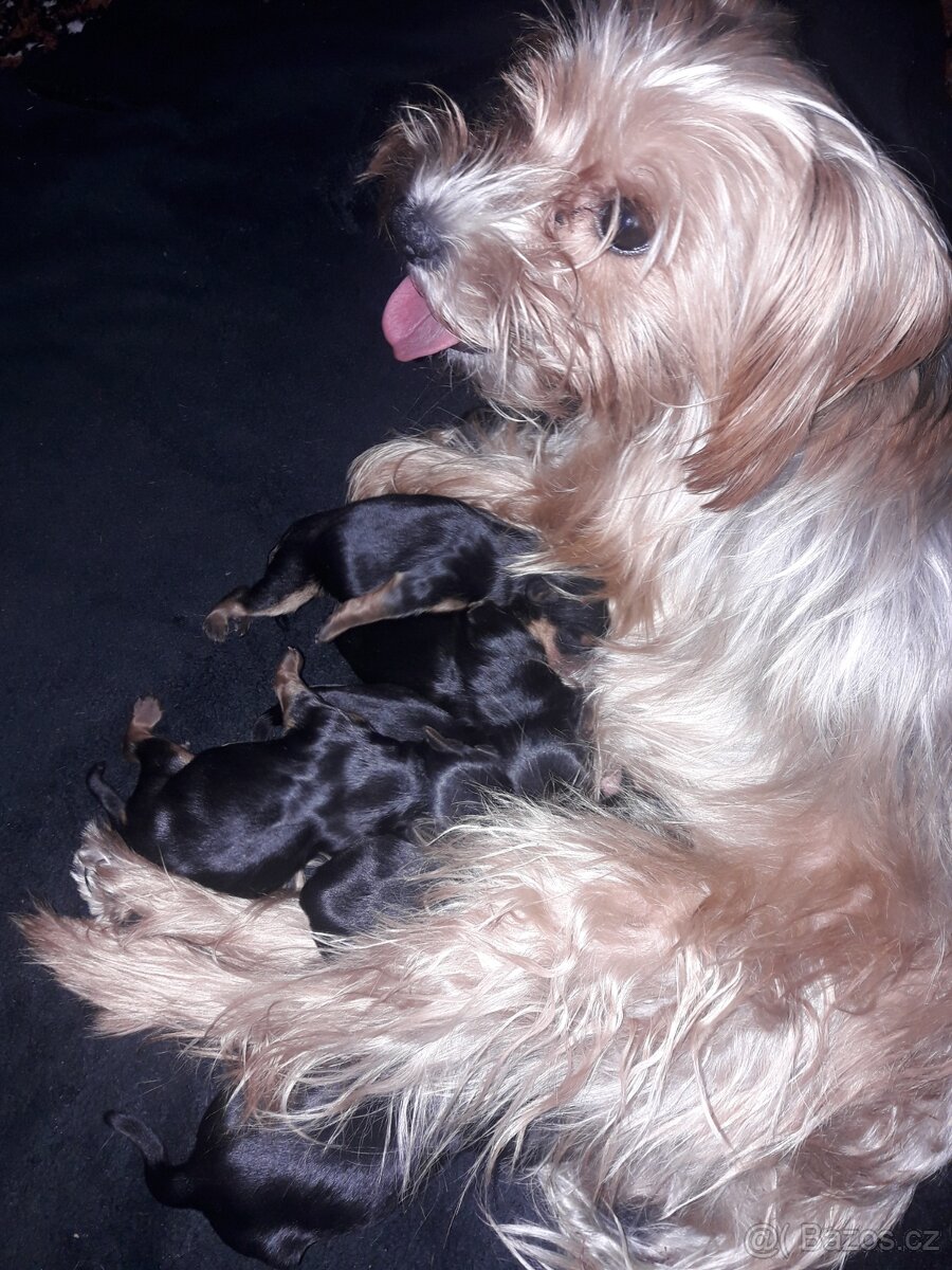 Štěňátka Jorkširsky teriér