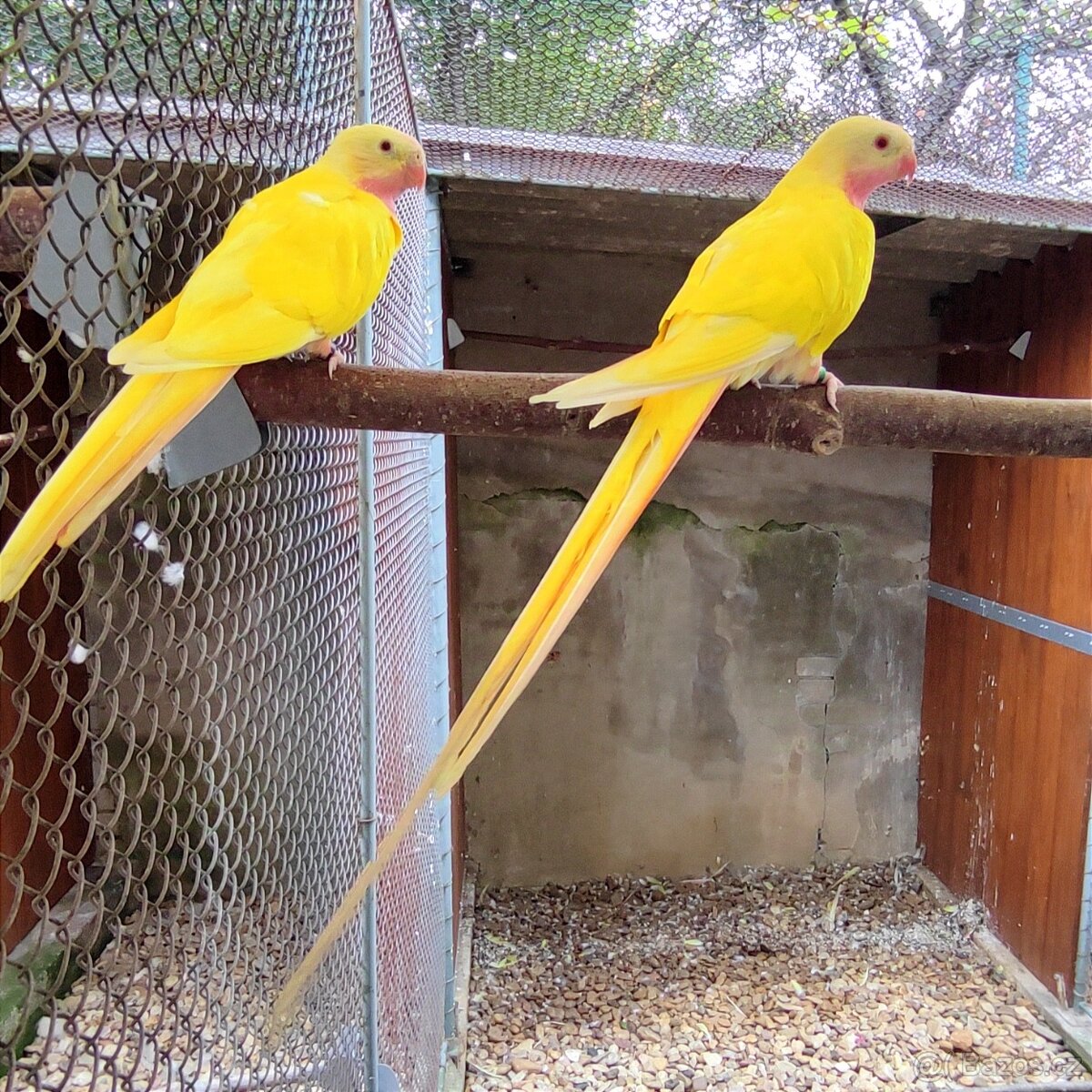 Papoušek alexandřin (levně)