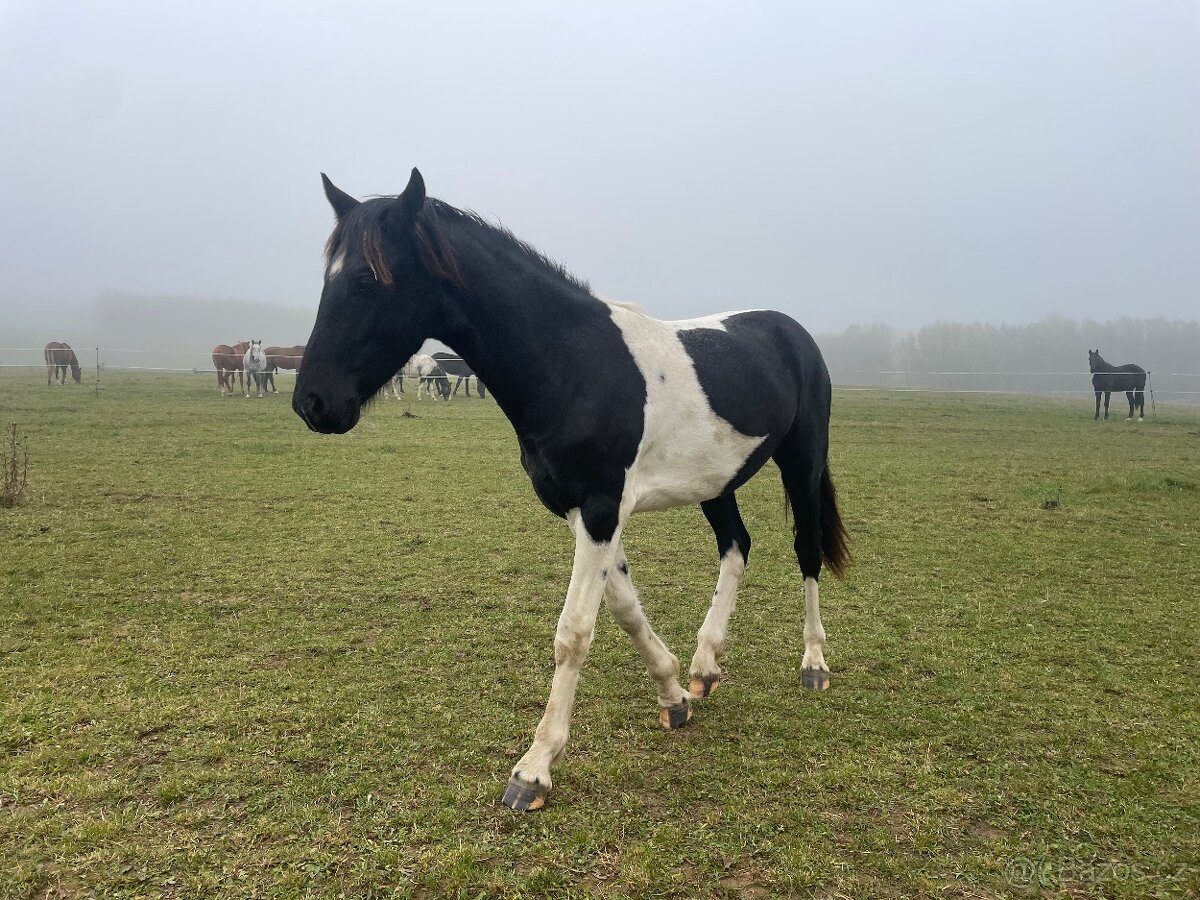 Hřebeček barokní pinto