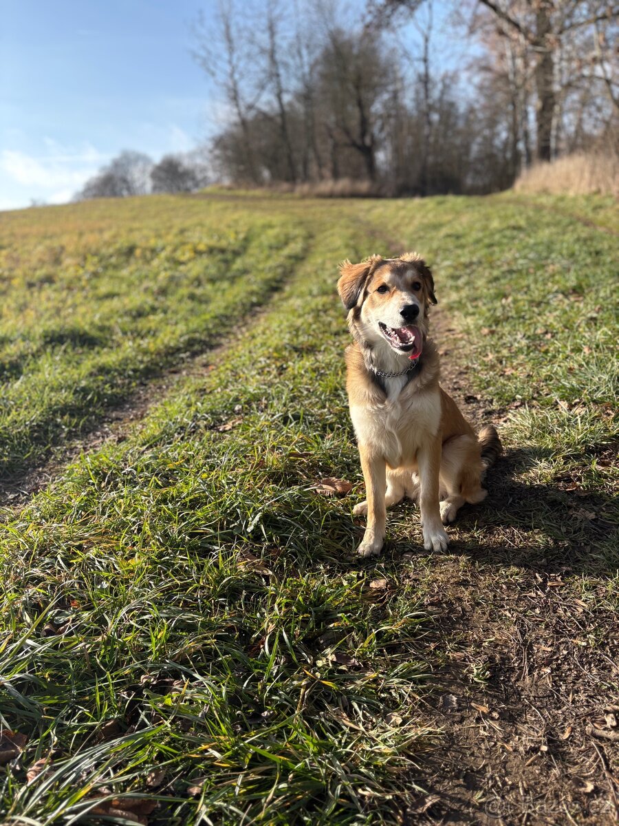 6 měsíční štěně