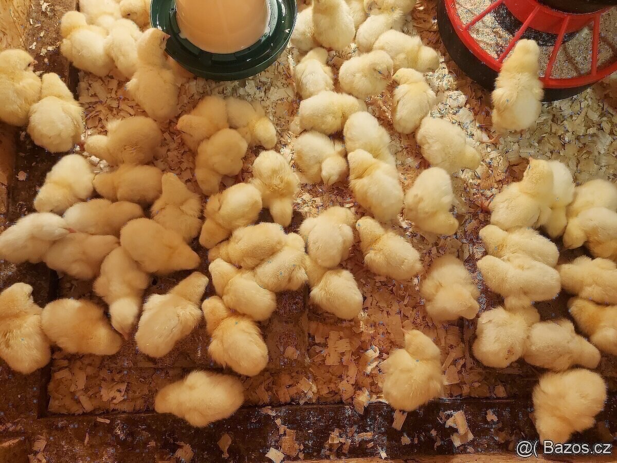 Brojlerová kuřata, kačenky, moráky(krůty), kuřičky, husy