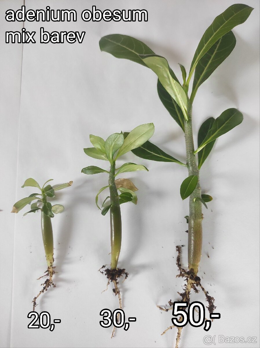 Adenium obesum mix barev mladé rostliny