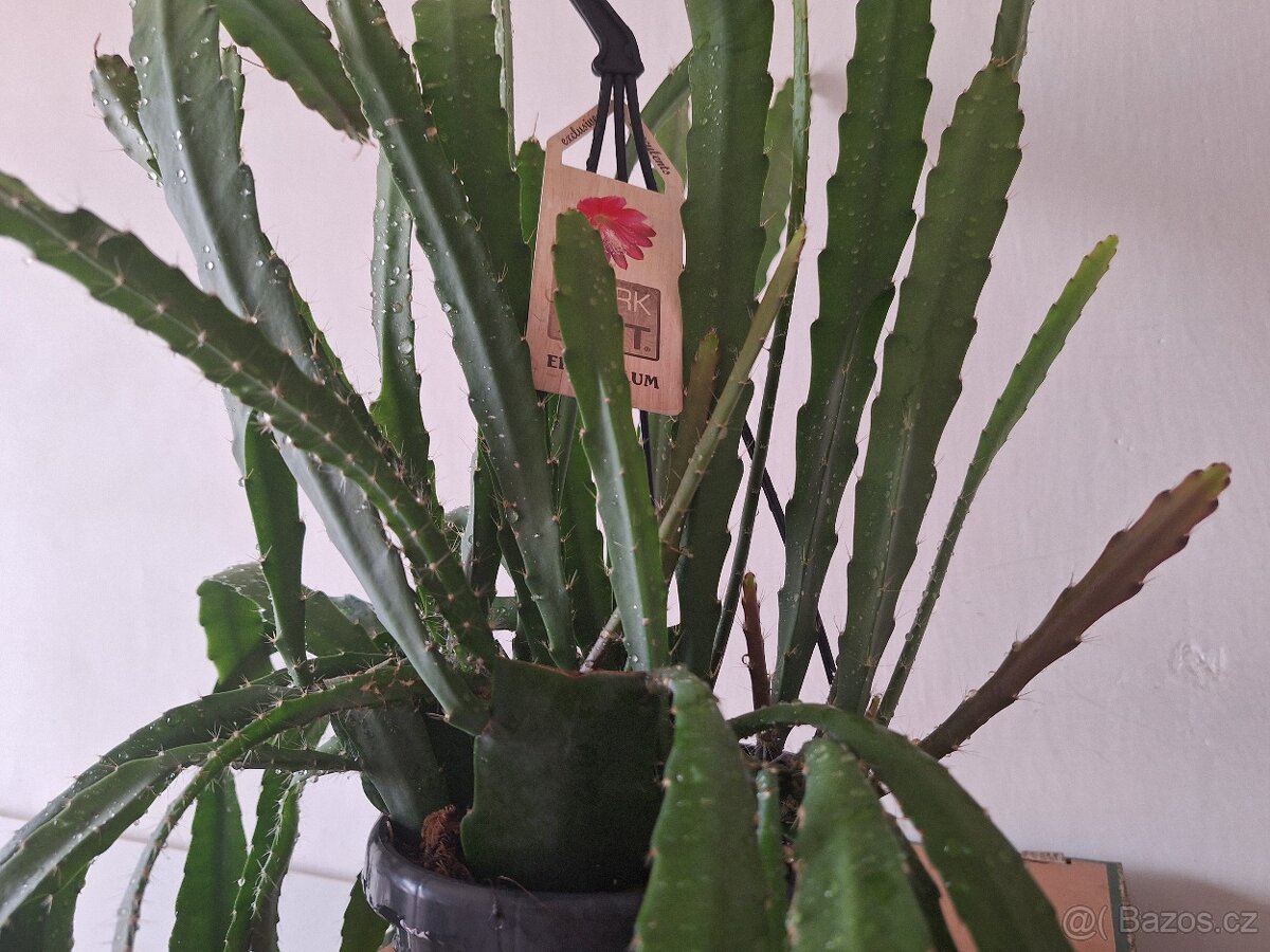 Fylokaktus 1x krásná rostlina