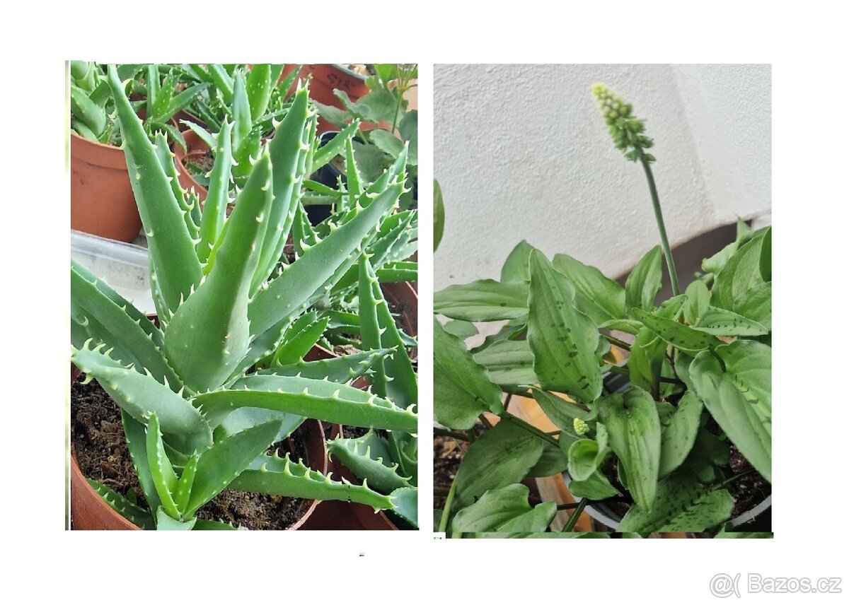 SUKULENTNÍ POKOJOVÉ ROSTLINY- ALOE-DRIMIOPSIS, MÉ VLASTNÍ PŘ