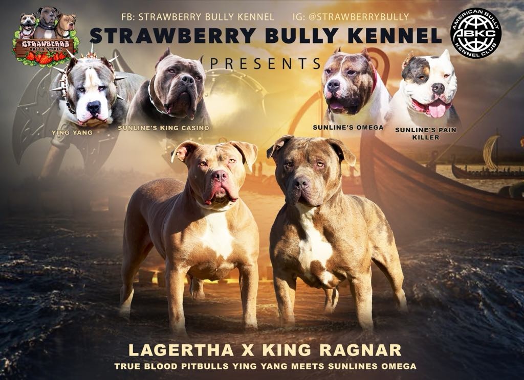 American Bully Xl