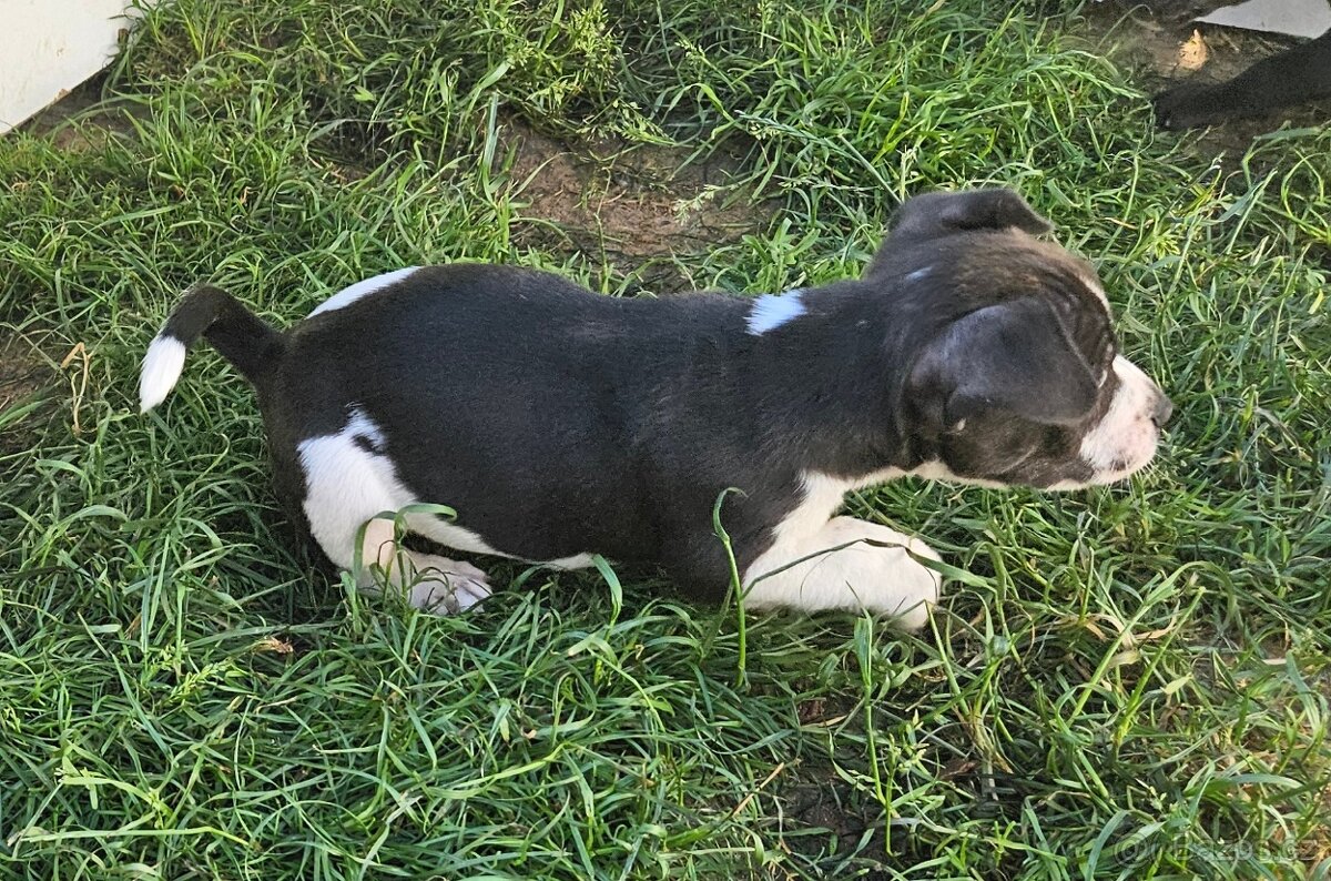 Jack Russel teriér