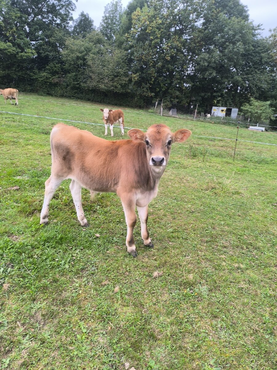 Jersey býk