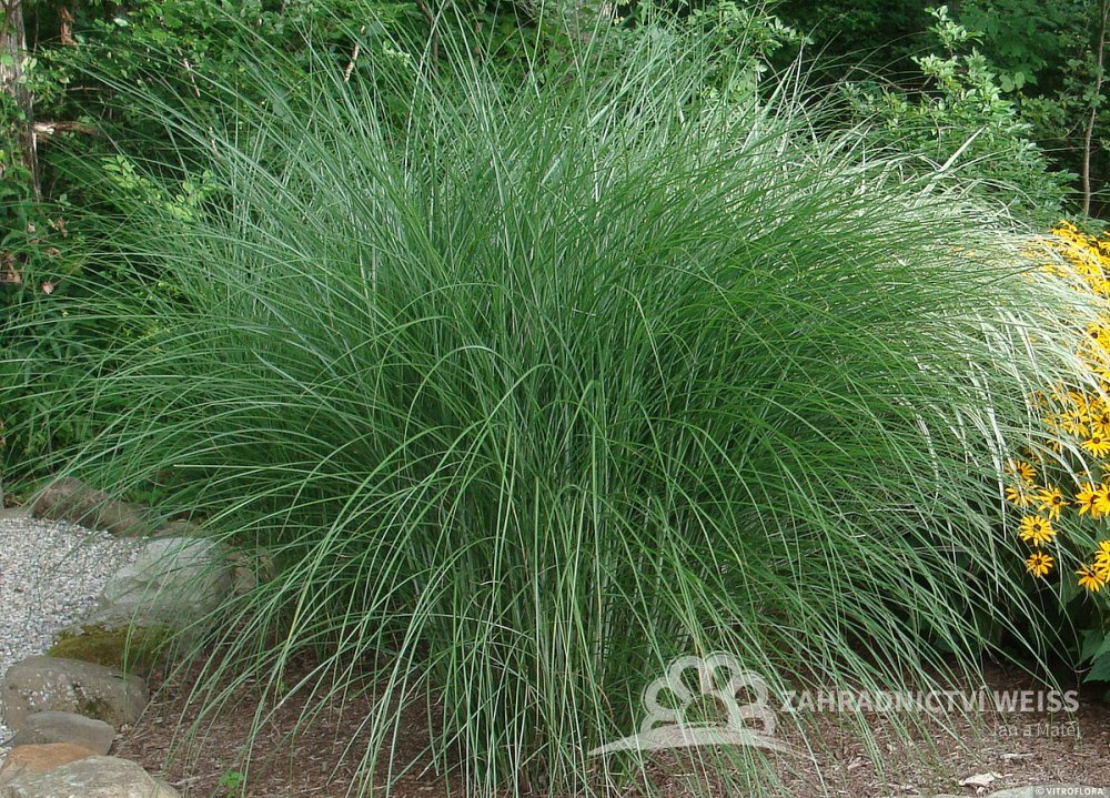 Gracilis- miscantus chinesis, sazenice, odkopek