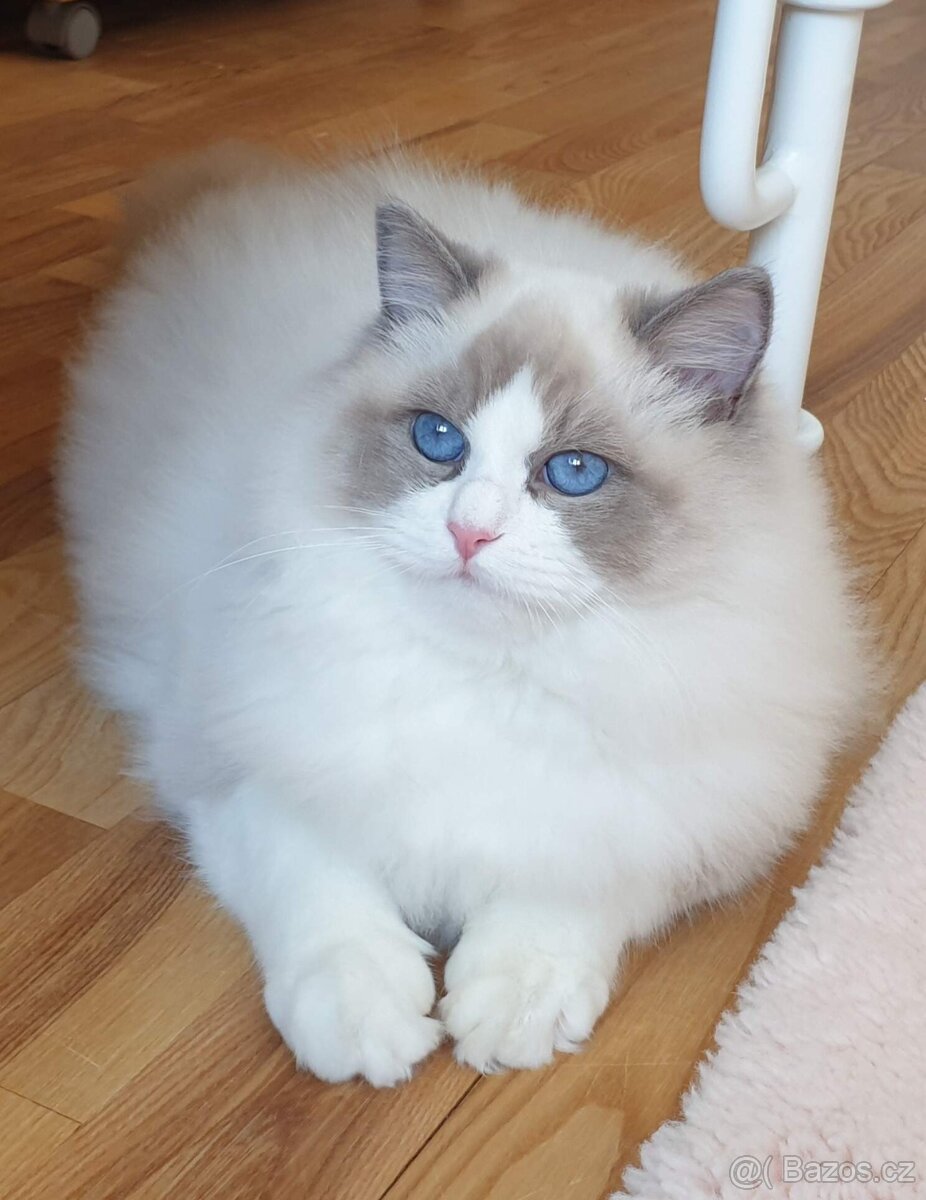 Ragdoll kočička s PP