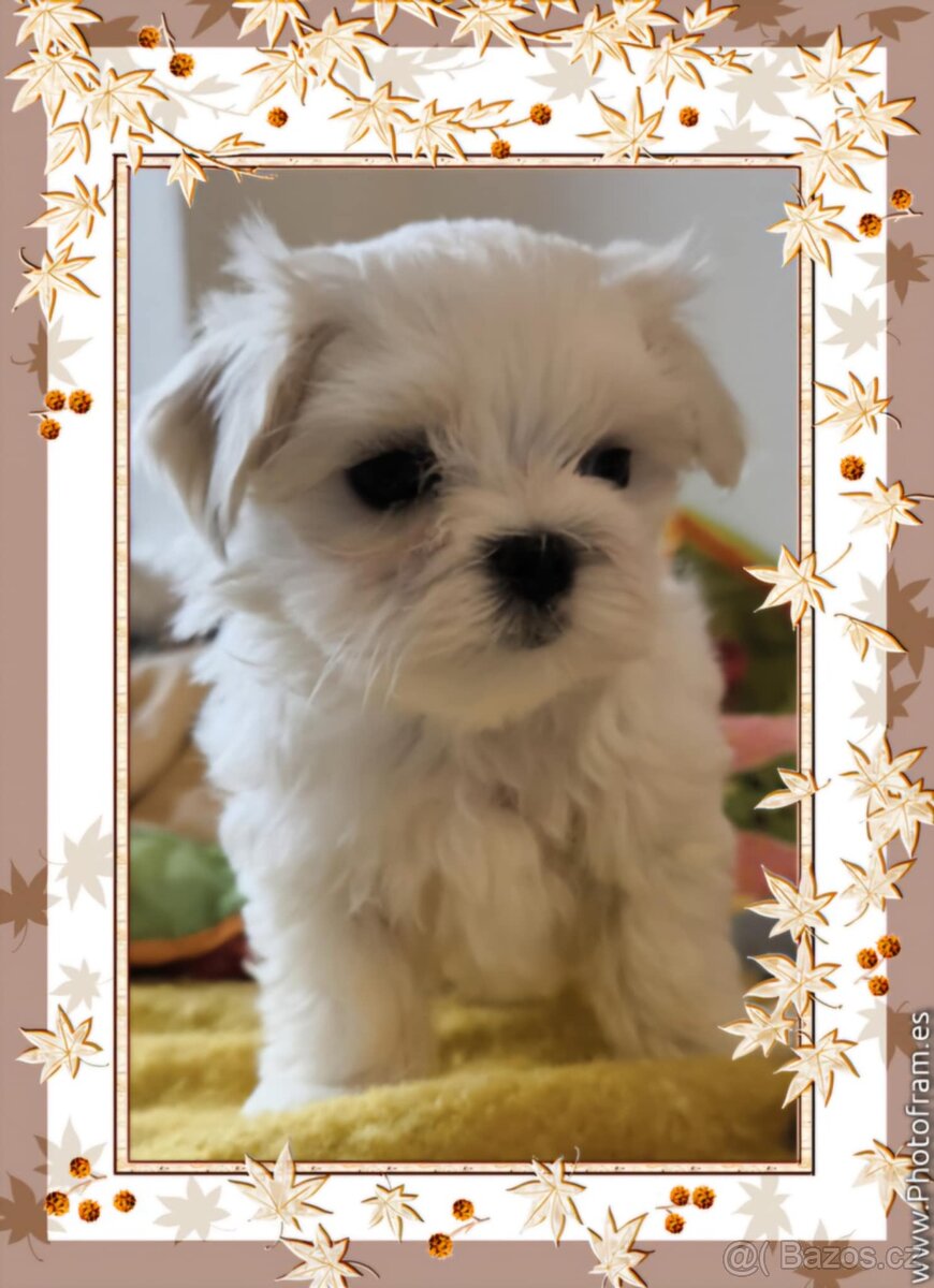 Maltézský psík s PP FCI