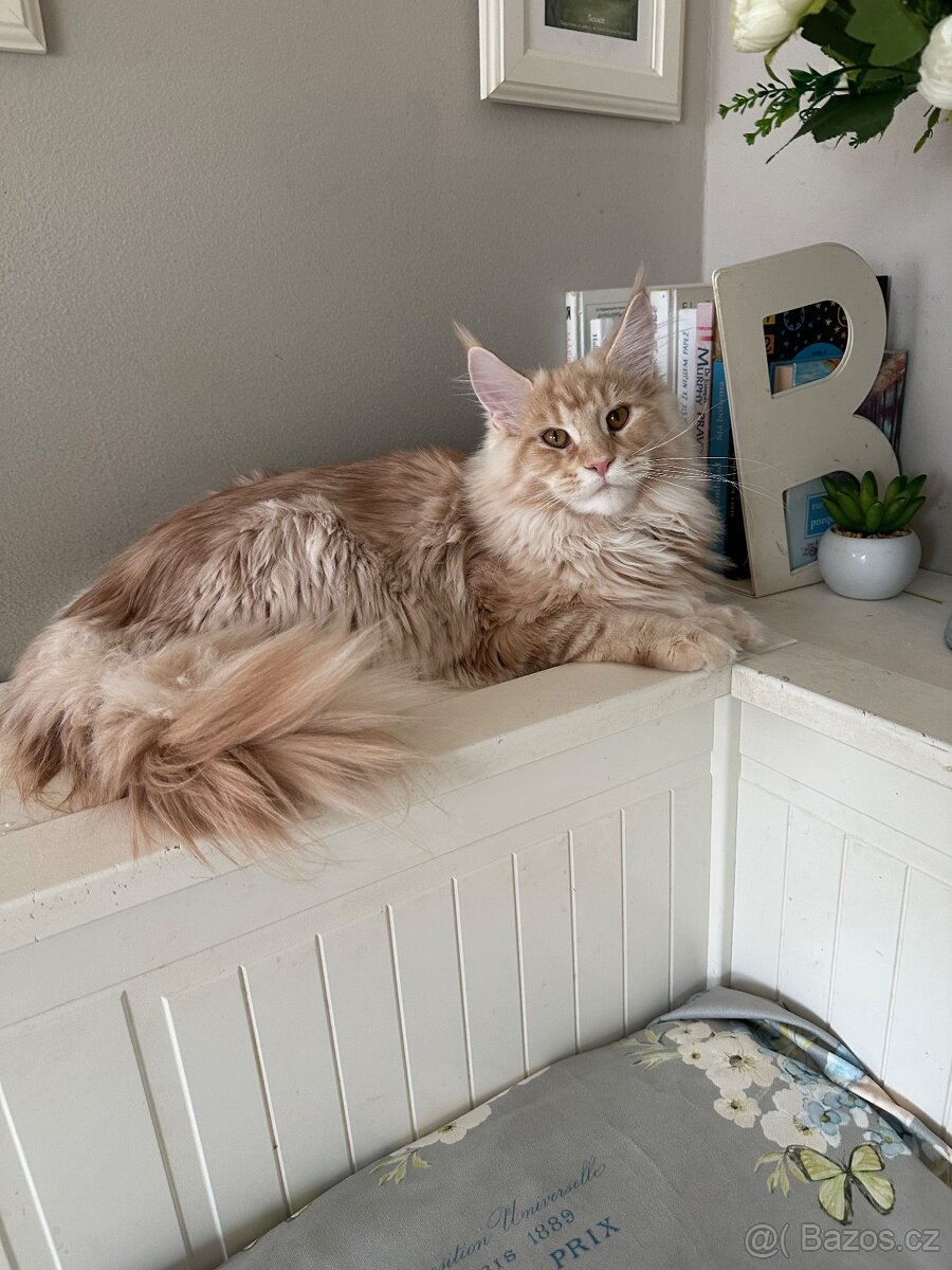 Mainská mývalí s pp