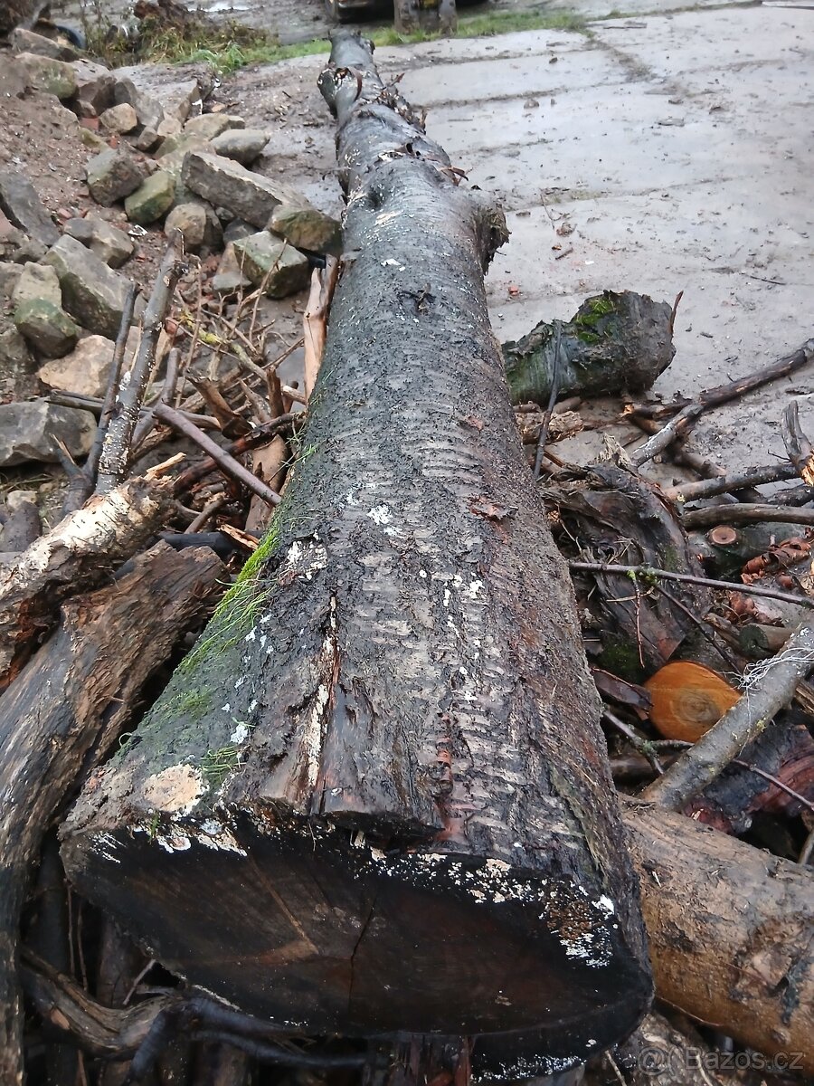 Prodám třešňový kmen
