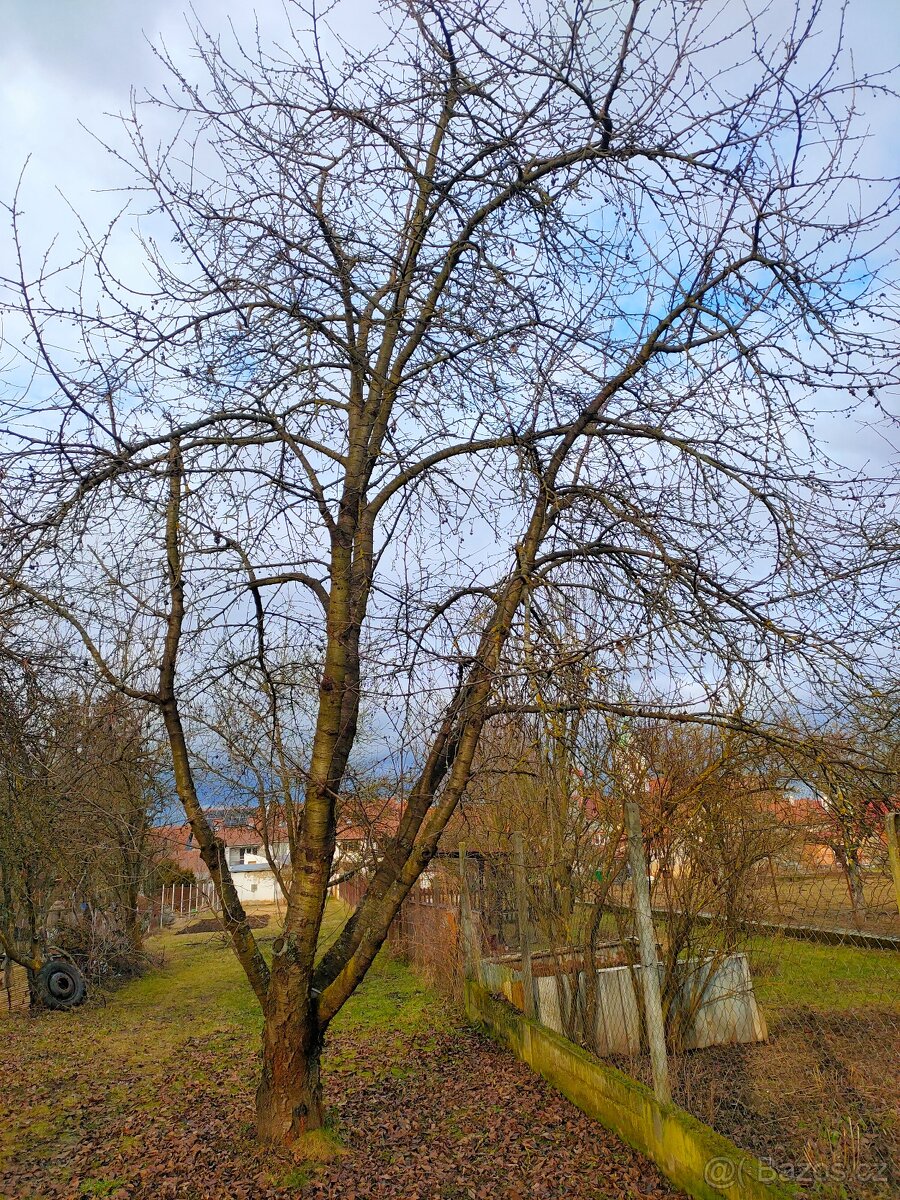 Dřevo zdarma za odvoz