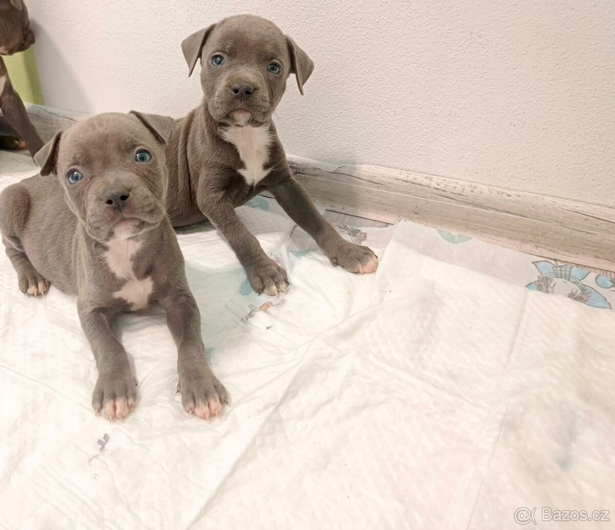 Stafordšírský bulteriér