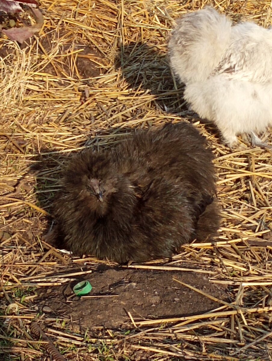 Kohoutek USA hedvabnicka