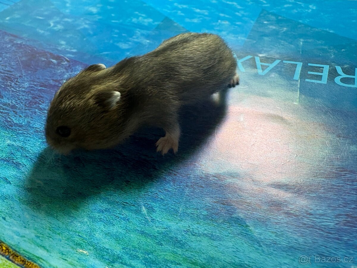 Křeček džungarský (mláďata)