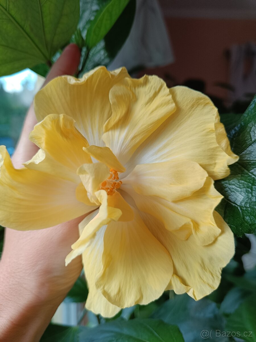 ibišek žlutý s bílým žíháním