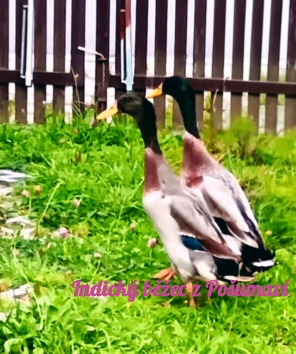 INDICKÝ BĚŽEC PSTRUHOVÝ 🦆🦆🦆