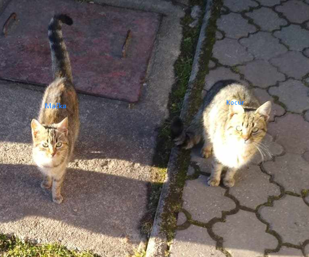 Zdarma kočka nabo kocour, nejlepe oba.