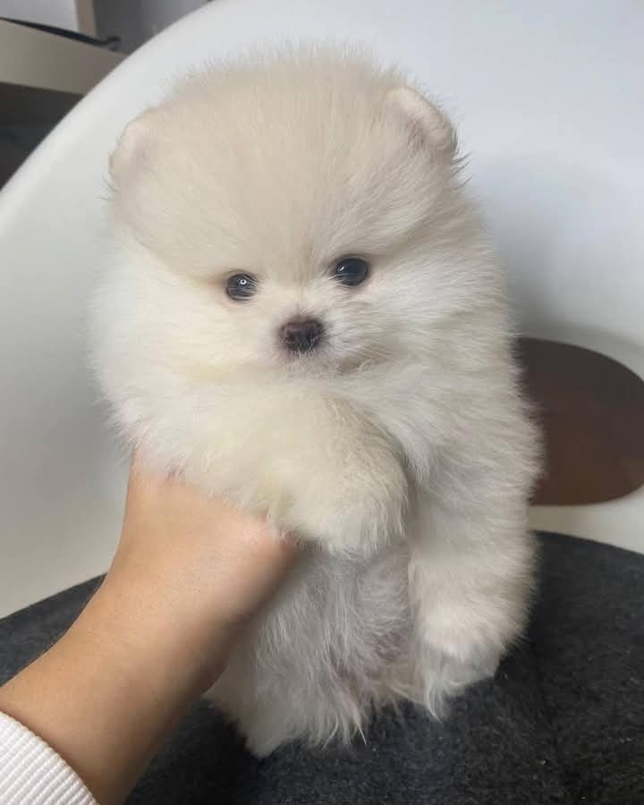 Pomeranian-mini