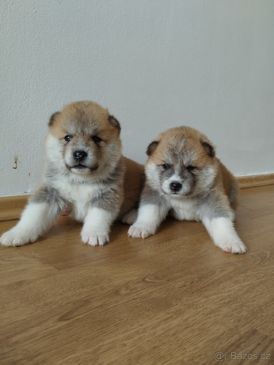 Štěňata Akita inu