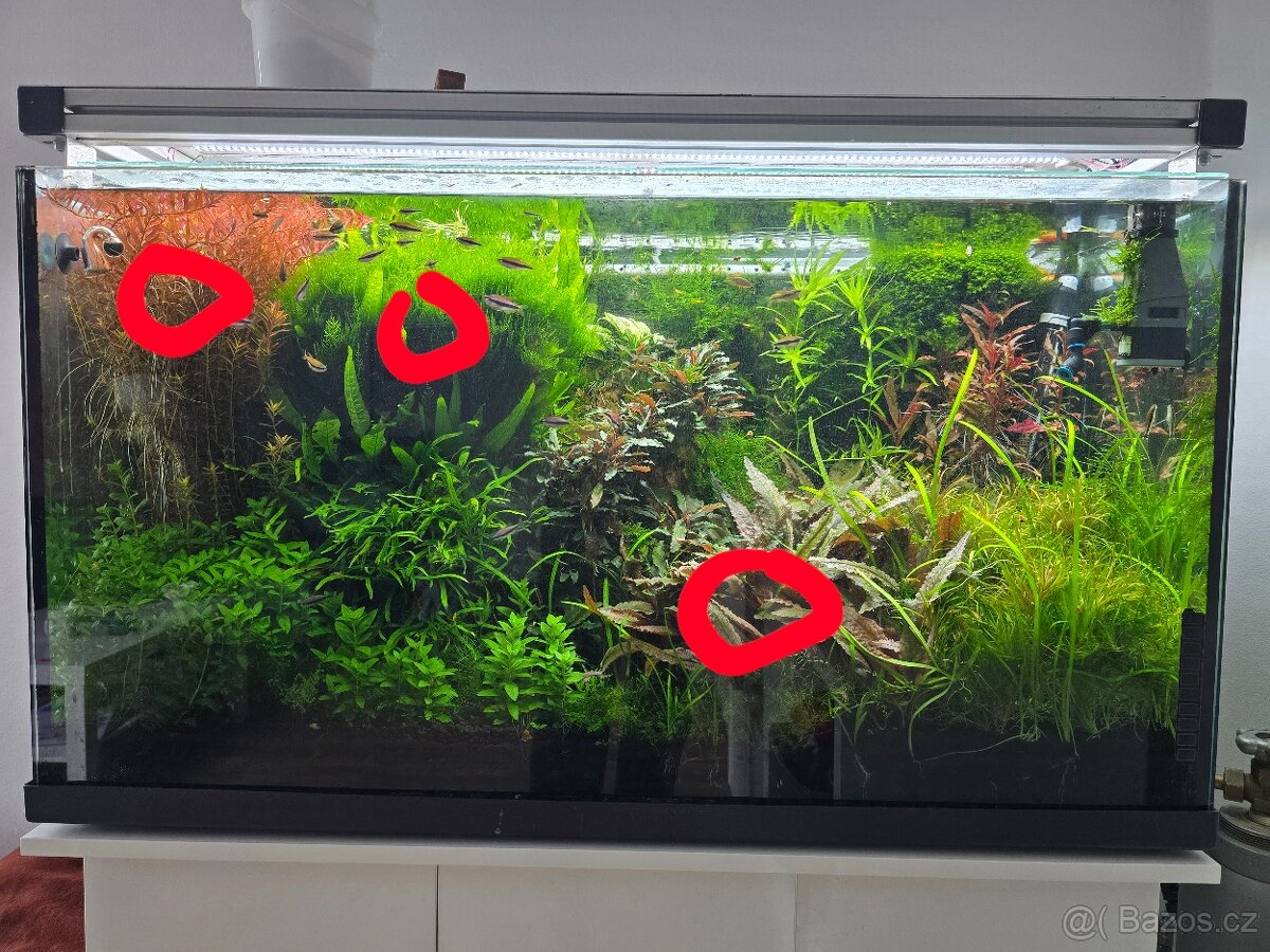 Prodám akvarijní rostliny (Rotala hra, mech, BUCEPHALANDRA