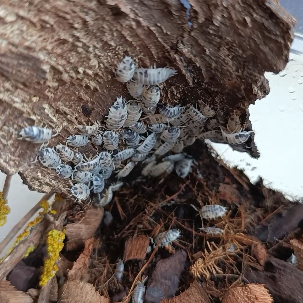 Porcellio Laevis "Dairy Cow"