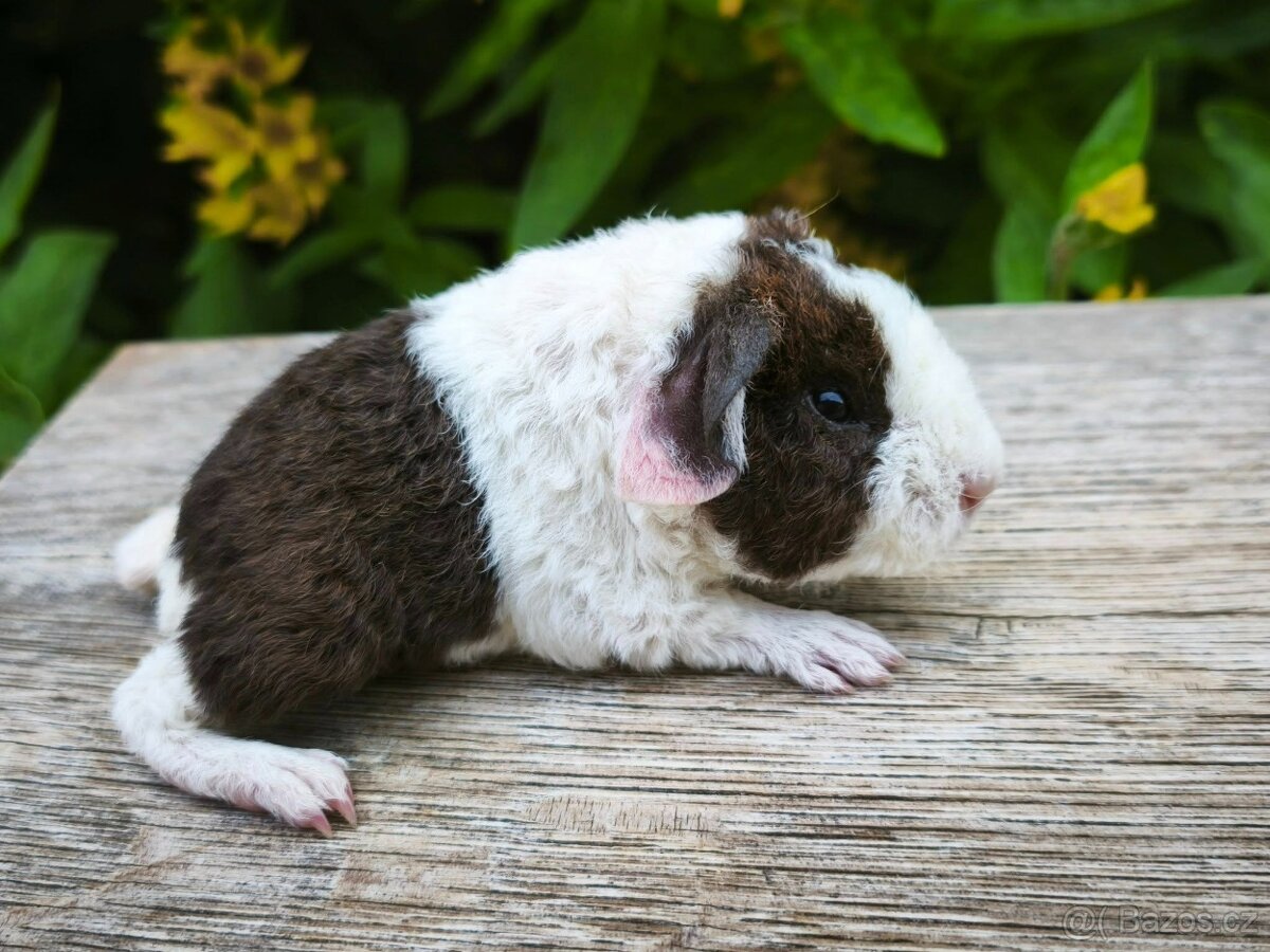 Morče US Teddy
