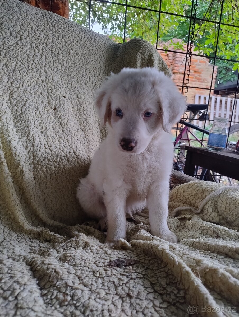 🐶 Štěňátka – kříženci s původem po australském ovčákovi