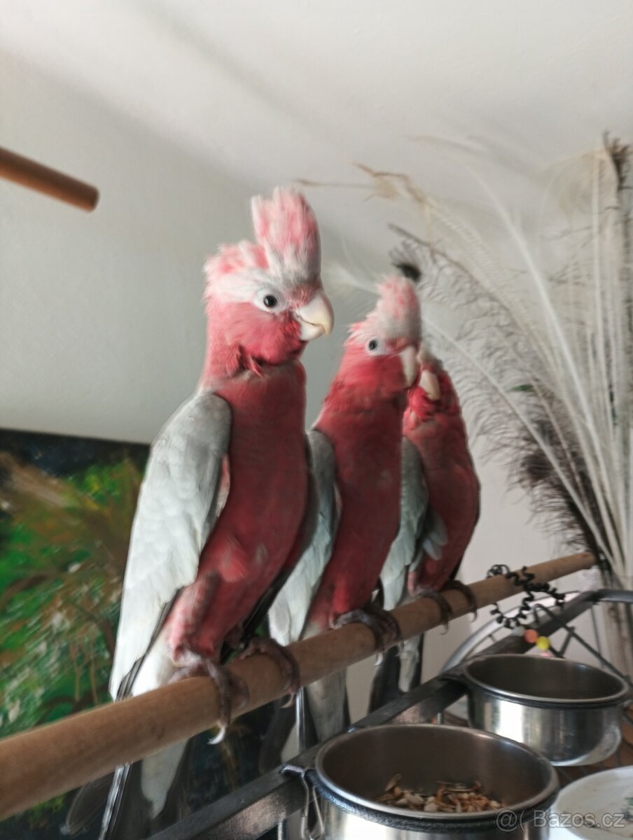 Kakadu růžový