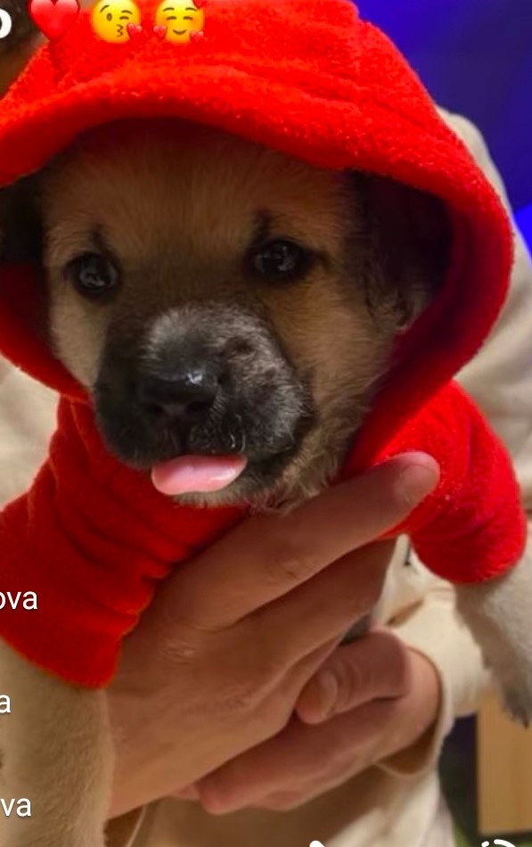 Měsíční štěně