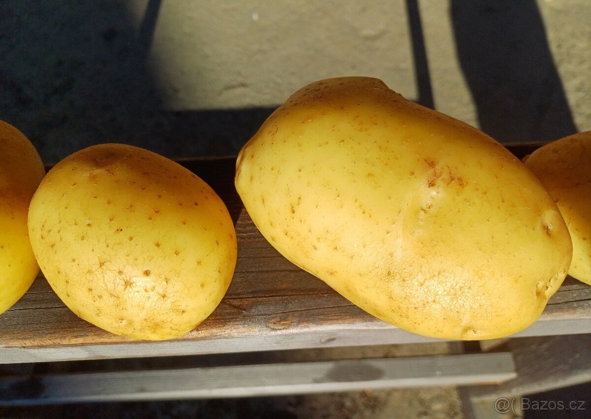 Konzumní brambory