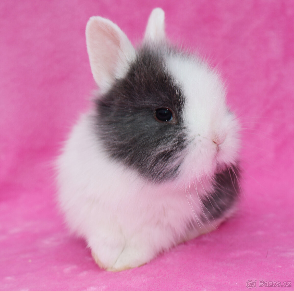 Zakrslý krátkouchý králíček WO sameček