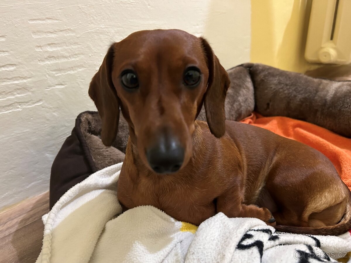 Hladkosrstý trpasličí jezevčík s PP