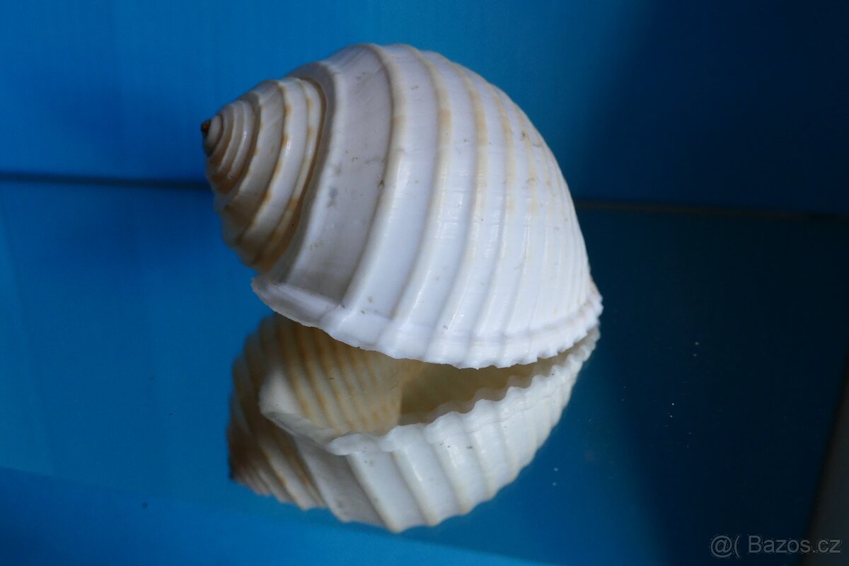 Tonna alium