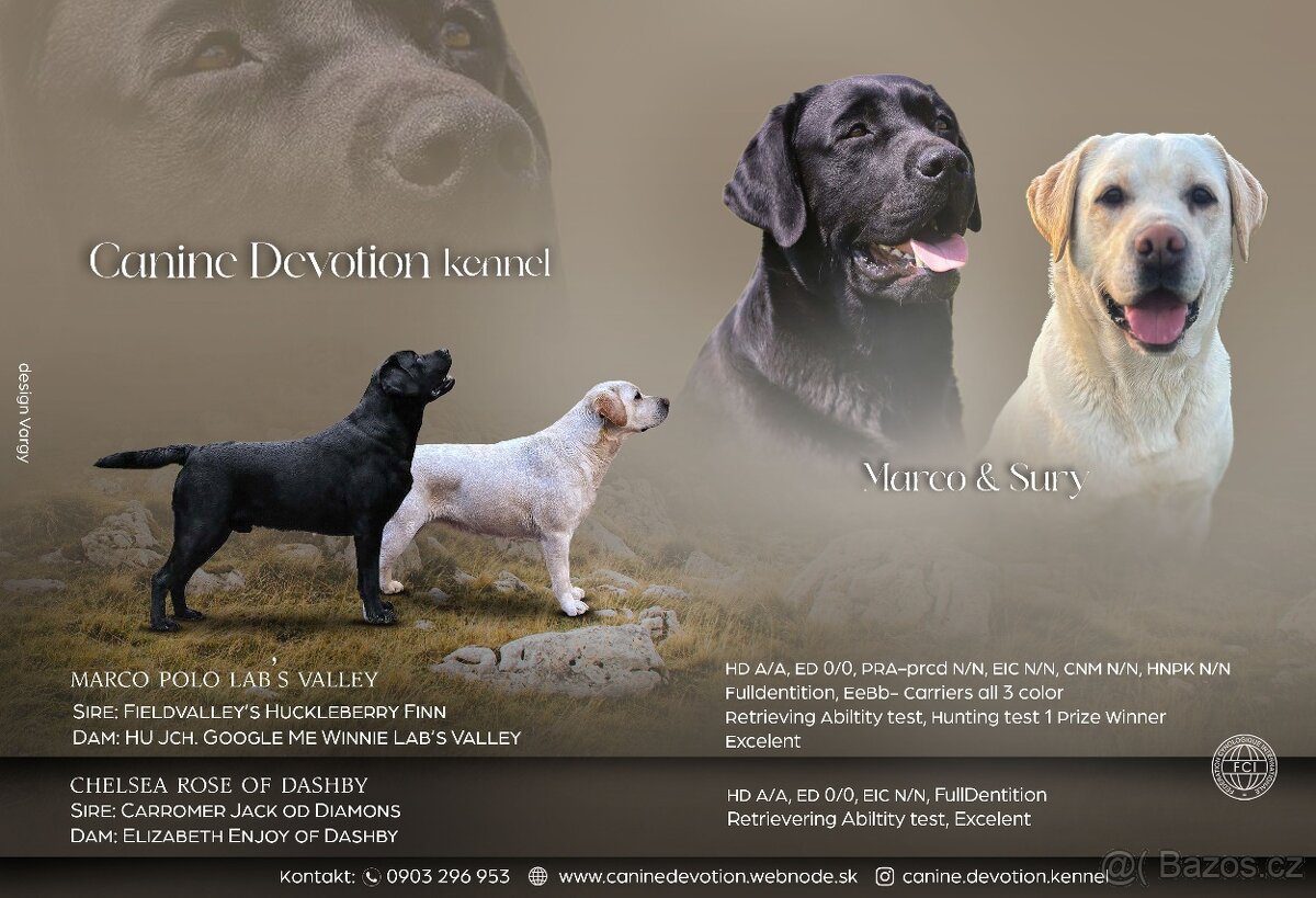Labrador retriever