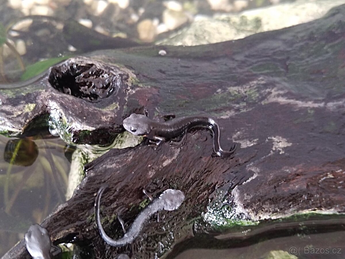 Čolek mečoocasý - Cynops ensicauda - 2 mláďata