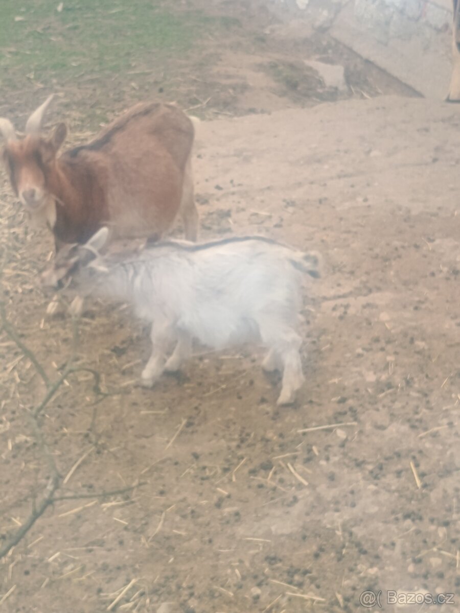 Holandská zakrslá koza