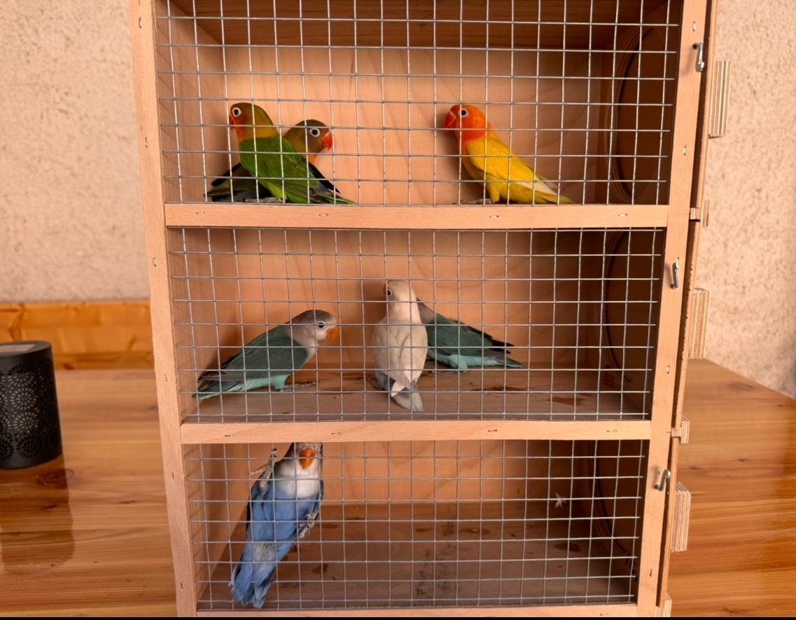Agapornis fiser