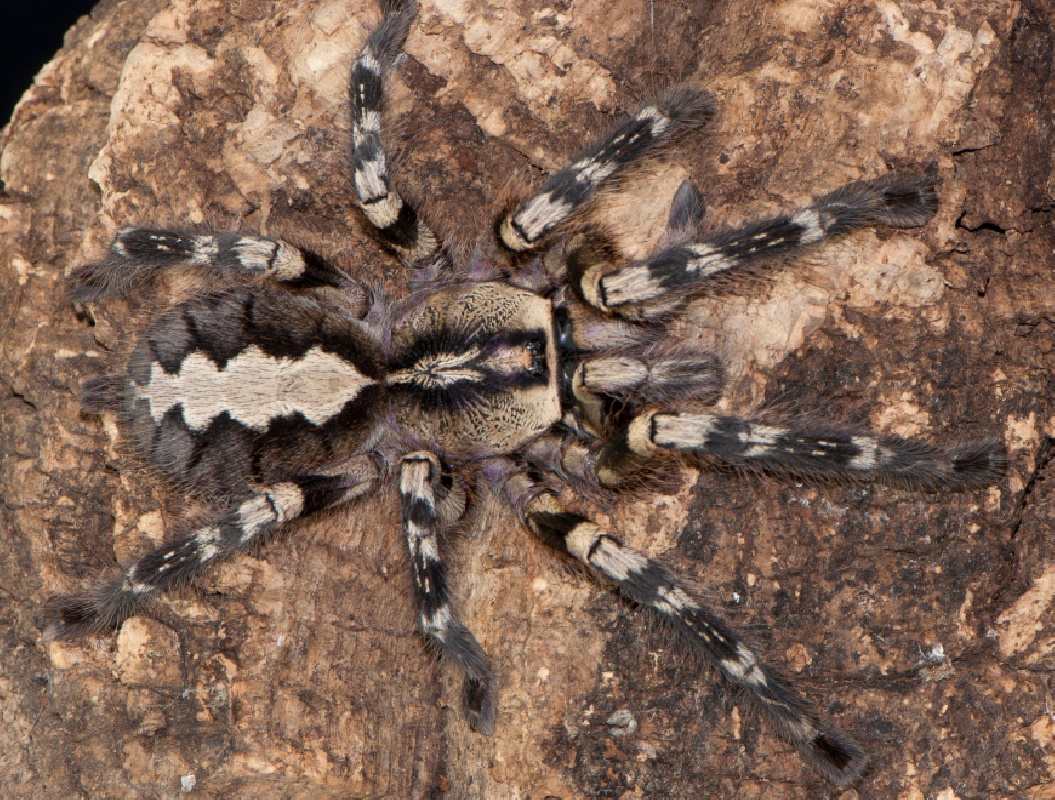 Poecilotheria striata