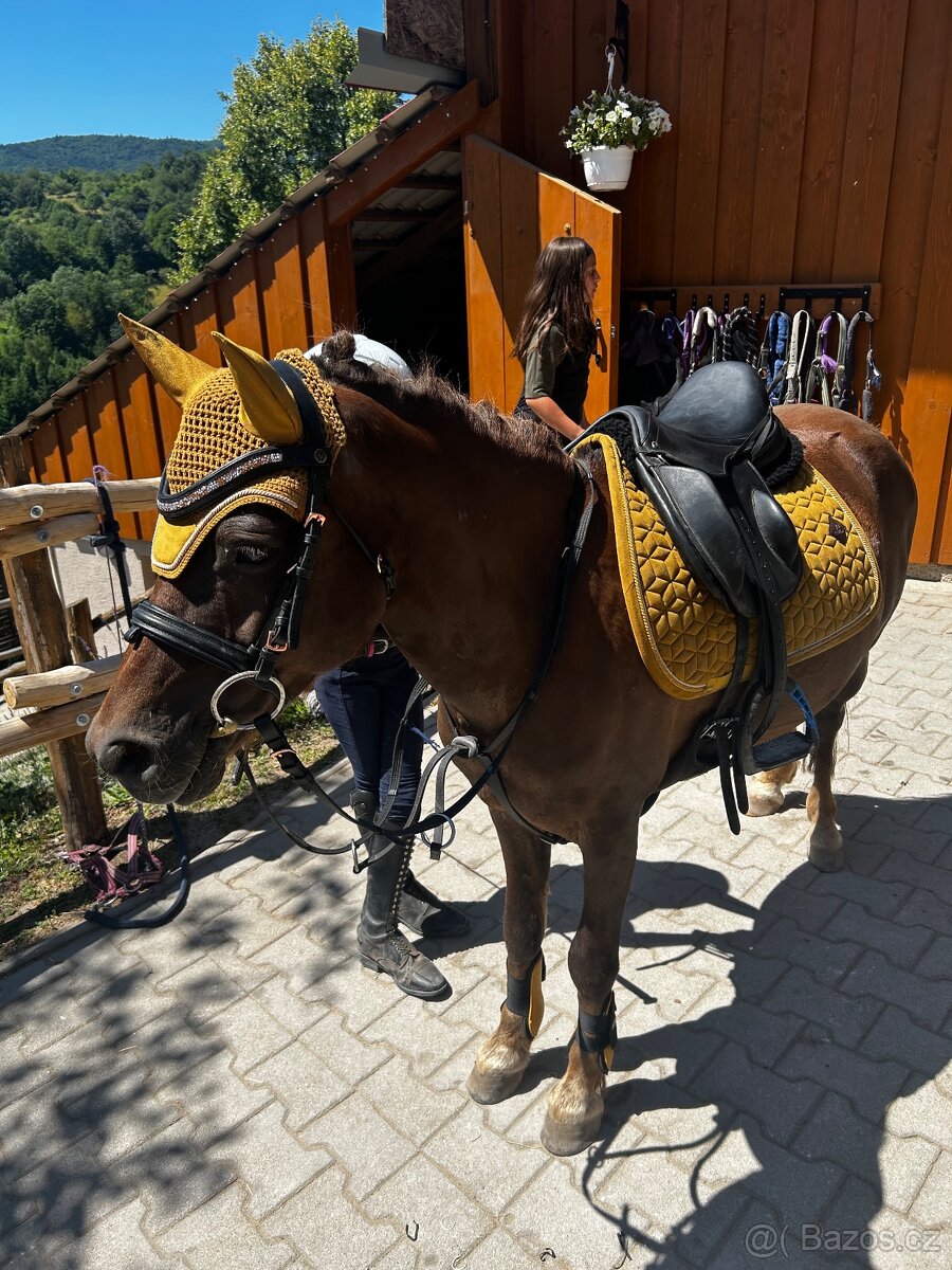 Predam pony valacha