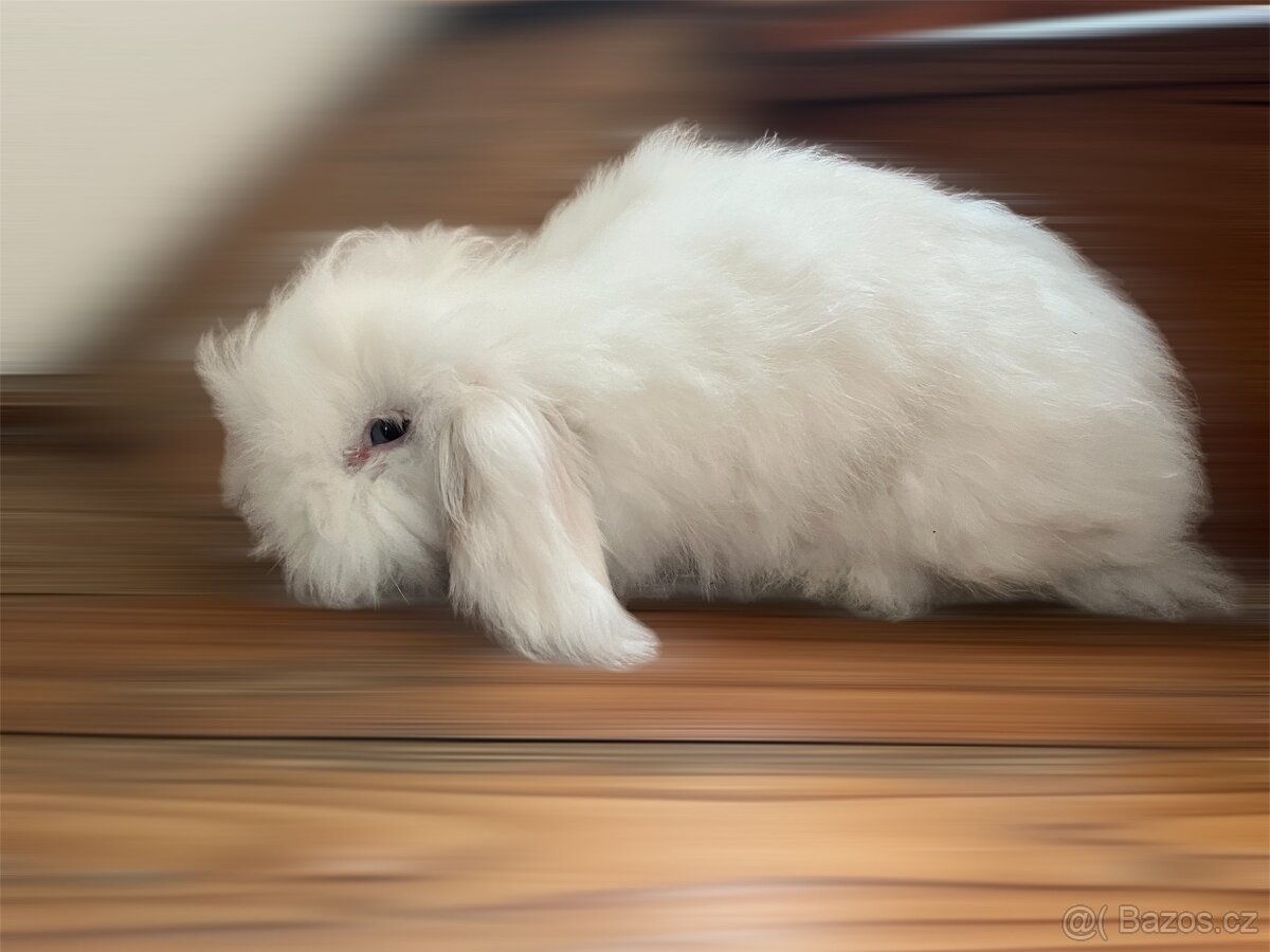 Teddy beránek