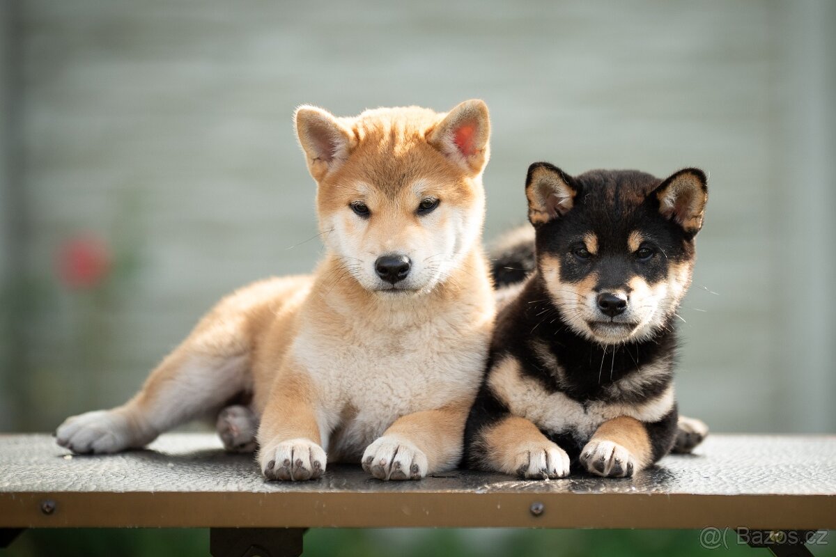 Štěňata Shiba Inu s PP ČMKU/FCI