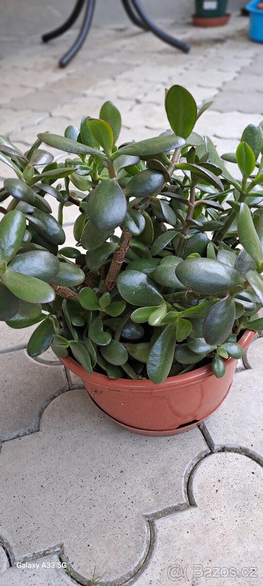 Tlustice - Crassula ovata