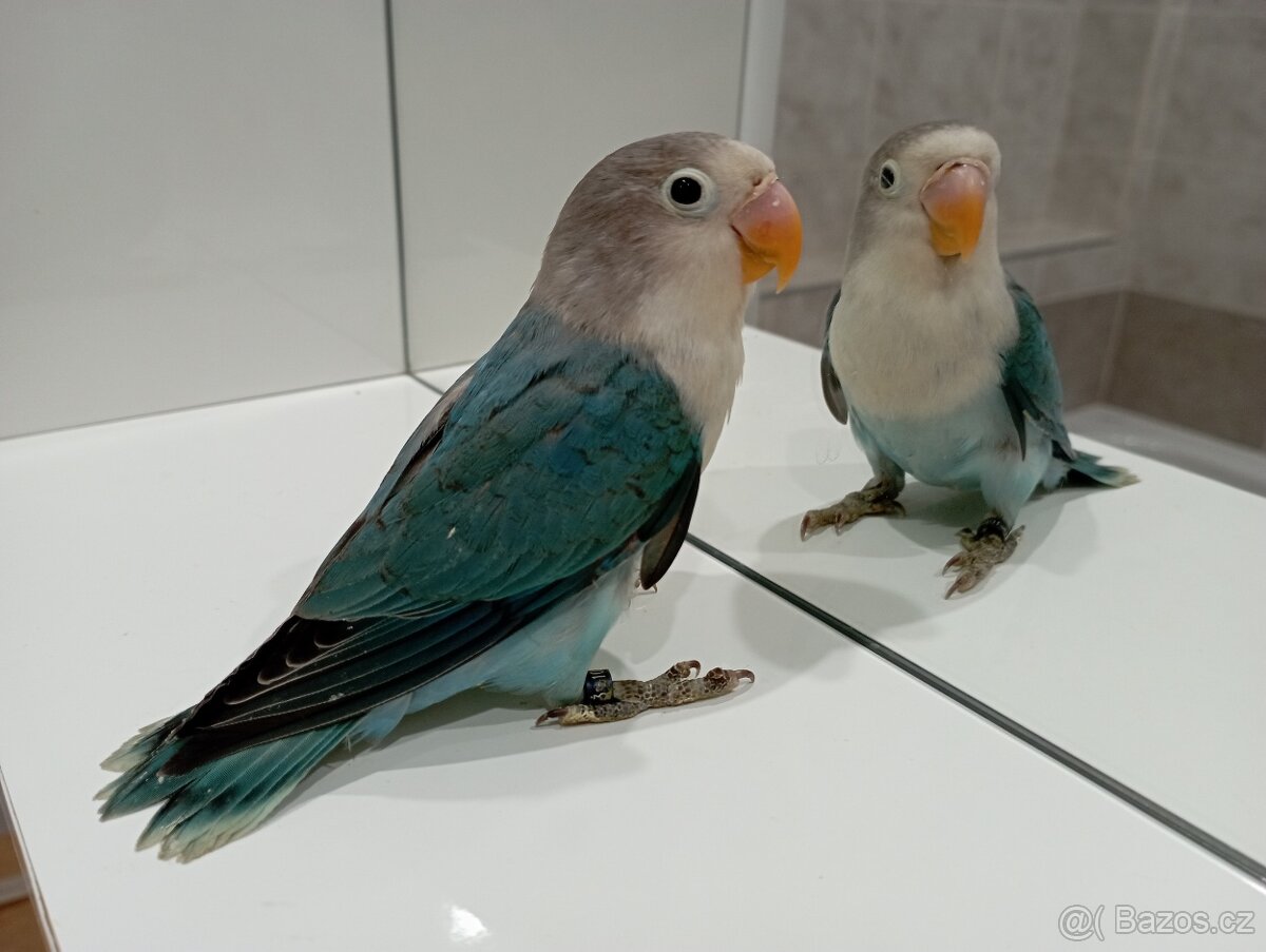 Agapornis Fisherův  ručně dokrmené Brno