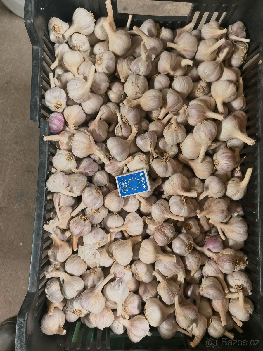 Česnek ruský paličák