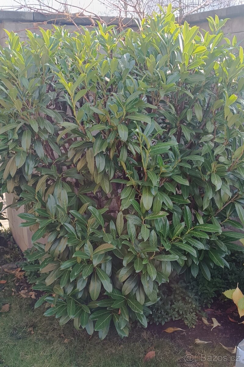 BOBKOVIŠEŇ - SOLITÉR v.1,6m x š.1,6m