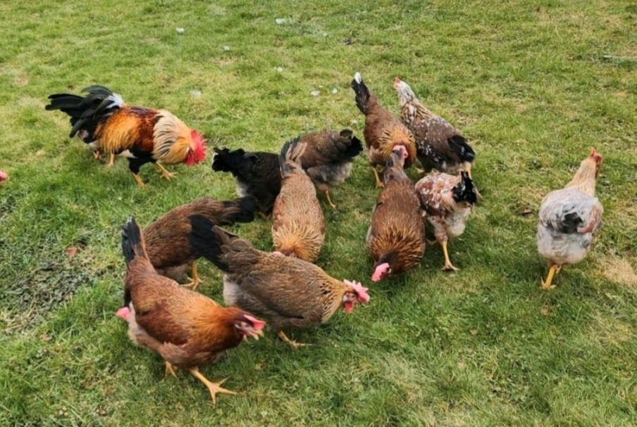 Slepice vlaška koroptví